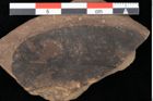 Foto (Detailsansicht) von Quercus palaeoilex Ettingshausen (NHMW-GEO-2024-0188-0784)